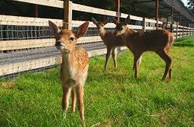 Glendeer Pet Farm