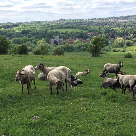 St Catherine's Hill