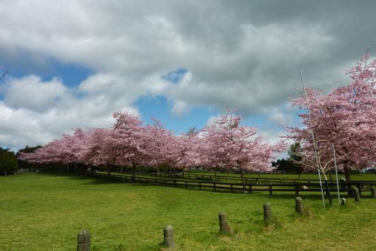 Centennial Park