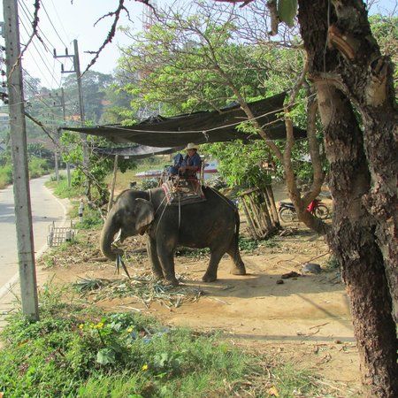 Phuchada Safari