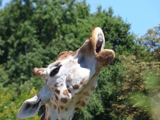 Lyon Zoo