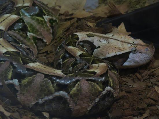 Reptile Garden
