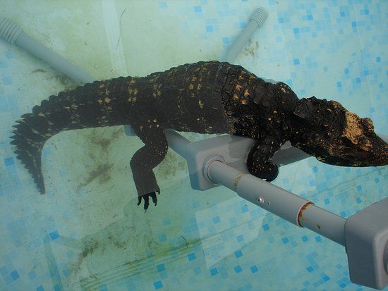 Crocs R Us