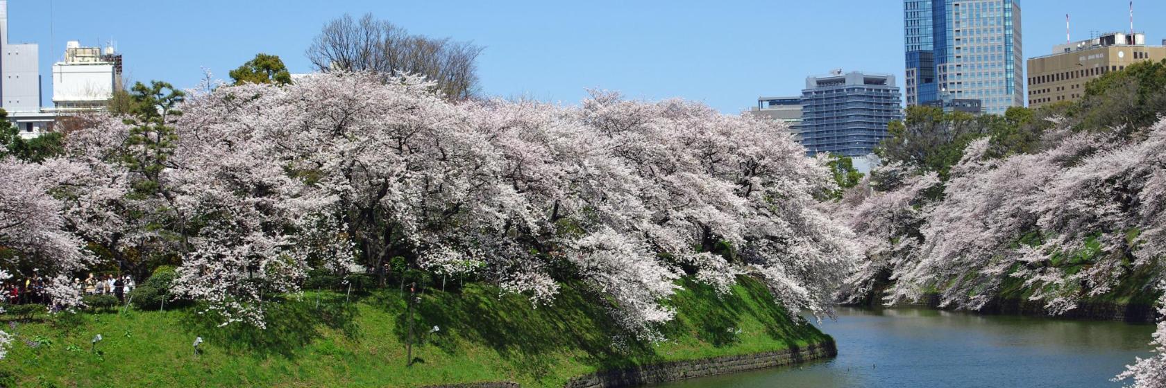 Chidorigafuchi