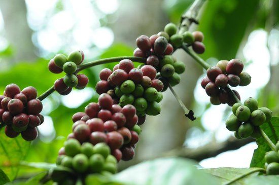 Deepa World Spice and Ayurvedic Garden