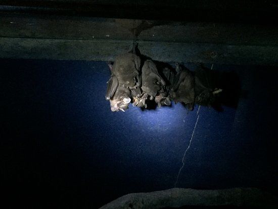 The Bat Jungle
