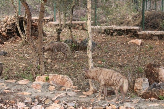 Sajjangarh Biological Park