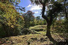 Leigh Woods National Nature Reserve