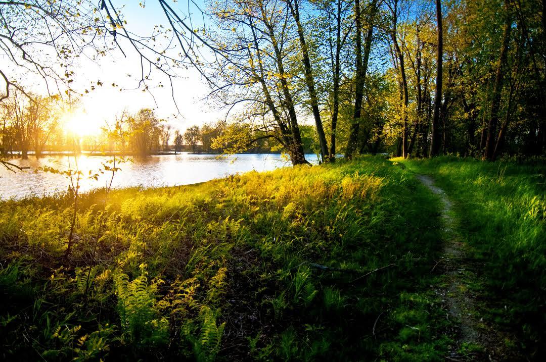 Petrie Island Beach
