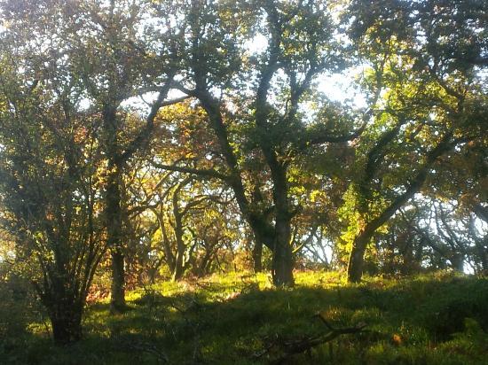 Union Wood