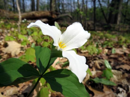 Calvin Ecosystem Preserve & Native Gardens
