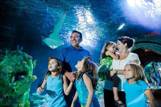 SEA LIFE Arizona Aquarium