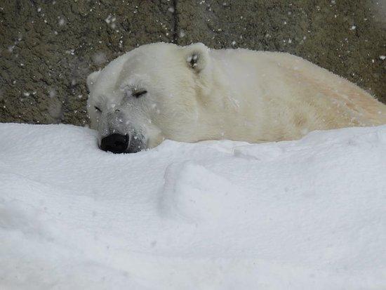 Maruyama Zoo