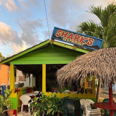 Shark's