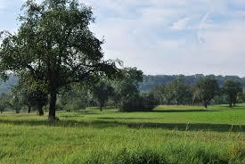 Greutterwald