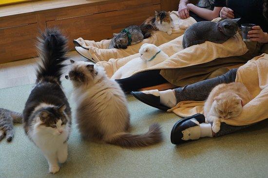 Neko Cafe Cat Tail