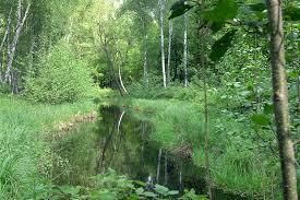 Krumme Lake Grunau