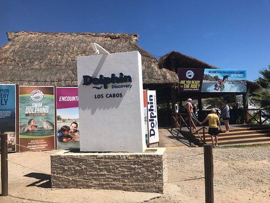 Dolphin Discovery Los Cabos