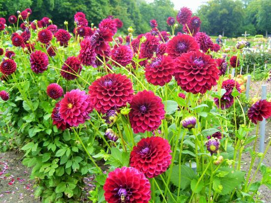 Dahliengarten