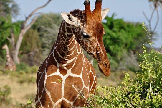 Go Kenya Tours and Safaris
