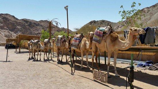 Camel Ranch Eilat