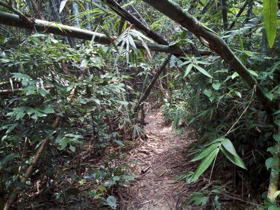 Back to Nature in Malaysia