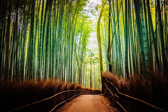 Bamboo Forest Street