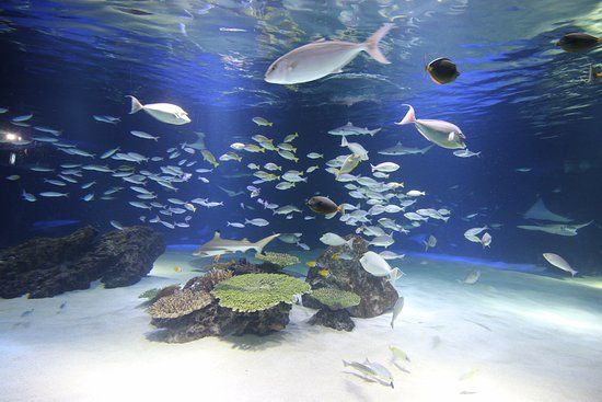 63 Sea World