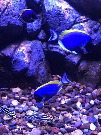 Oman Aquarium