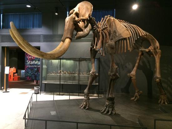 Zoological Museum