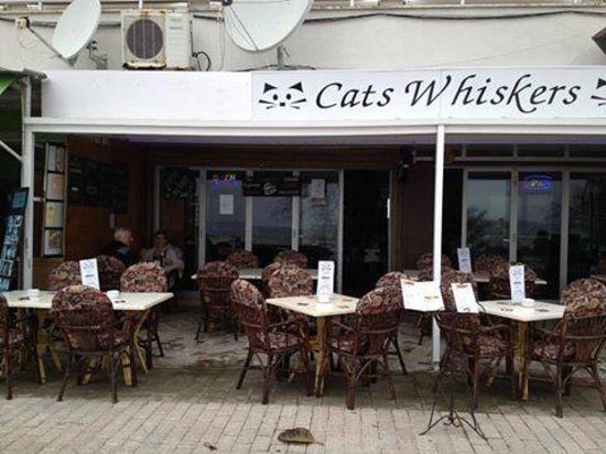 Cat's Whiskers
