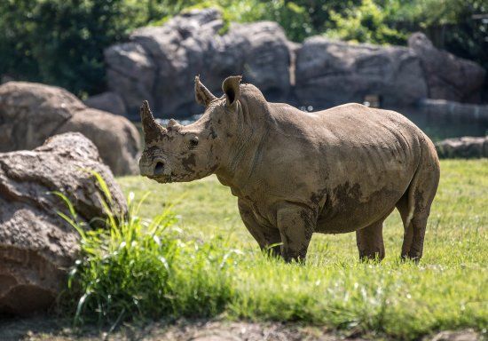 Nashville Zoo at Grassmere