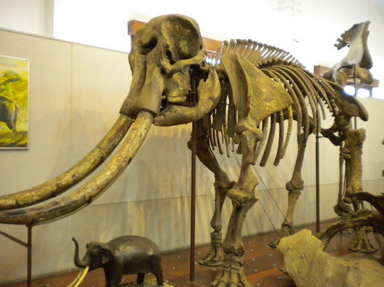 Geology Museum