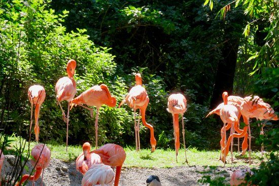 Zoologico de Chapultepec