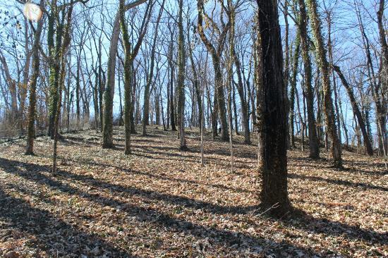 Shy's Hill
