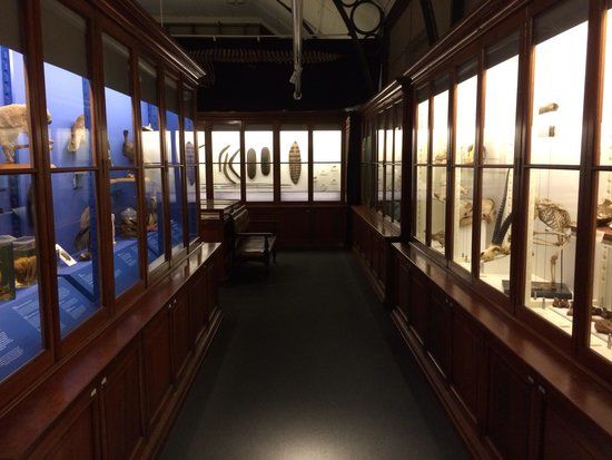 Macleay Museum