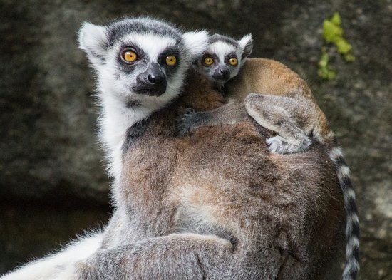 Philadelphia Zoo