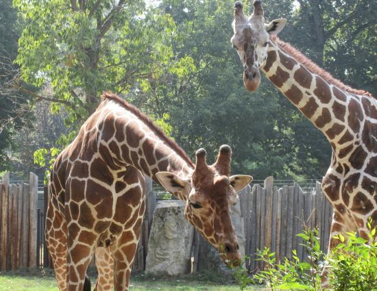 Zoo Boise