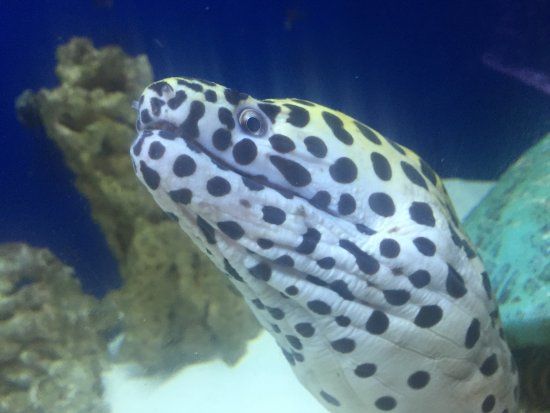 Aquarium Of Boise