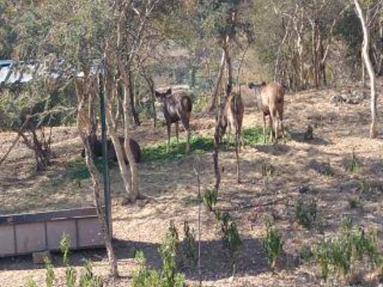 Udaipur Zoo