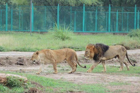 Lahore Zoo Safari
