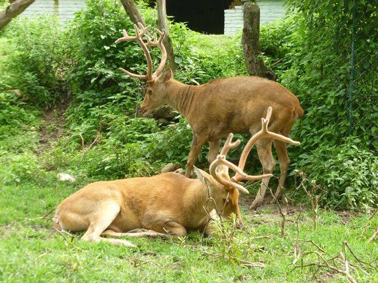 Central Zoo