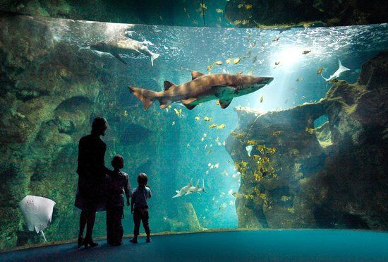 L'aquarium