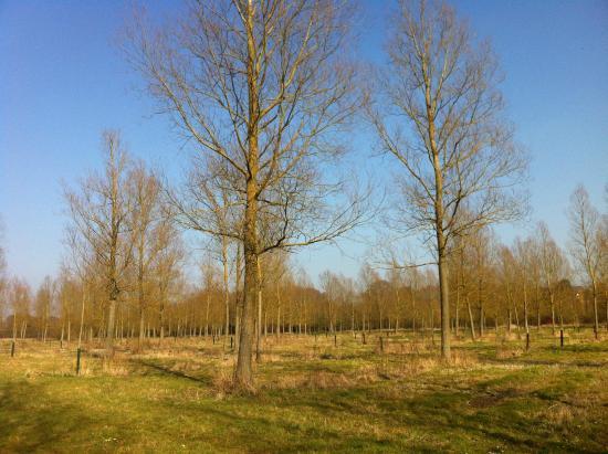Whetmead Nature Reserve