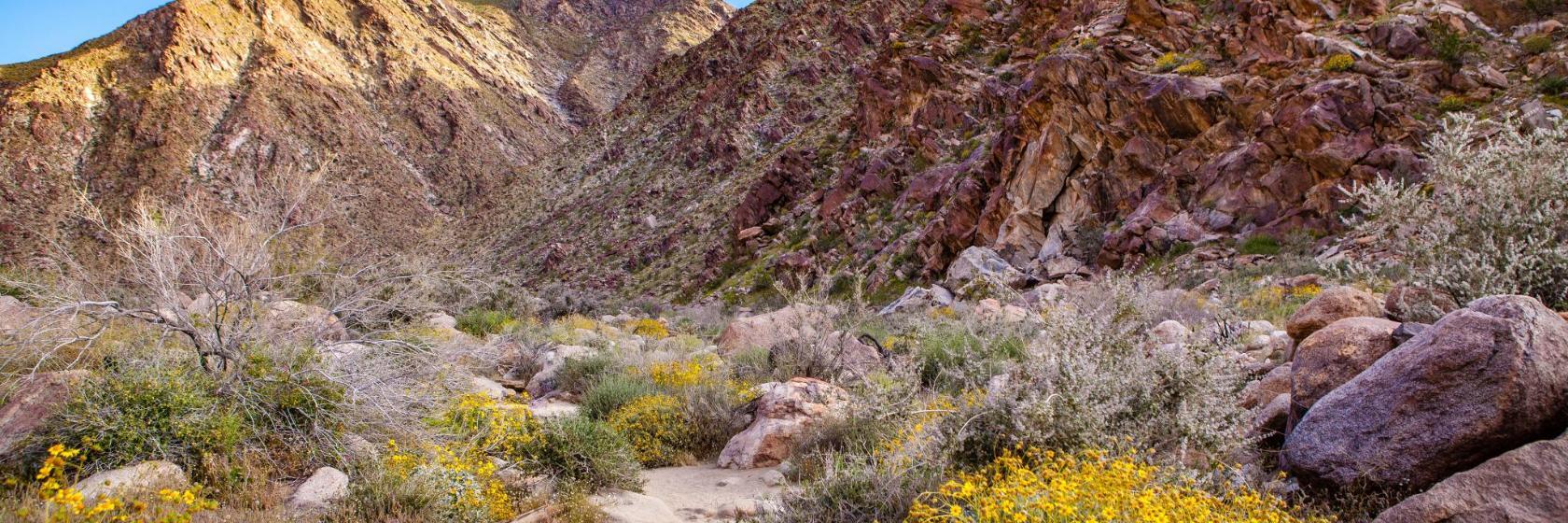 Palm Canyon