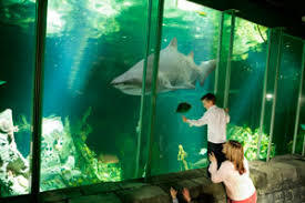 Dingle Oceanworld Aquarium