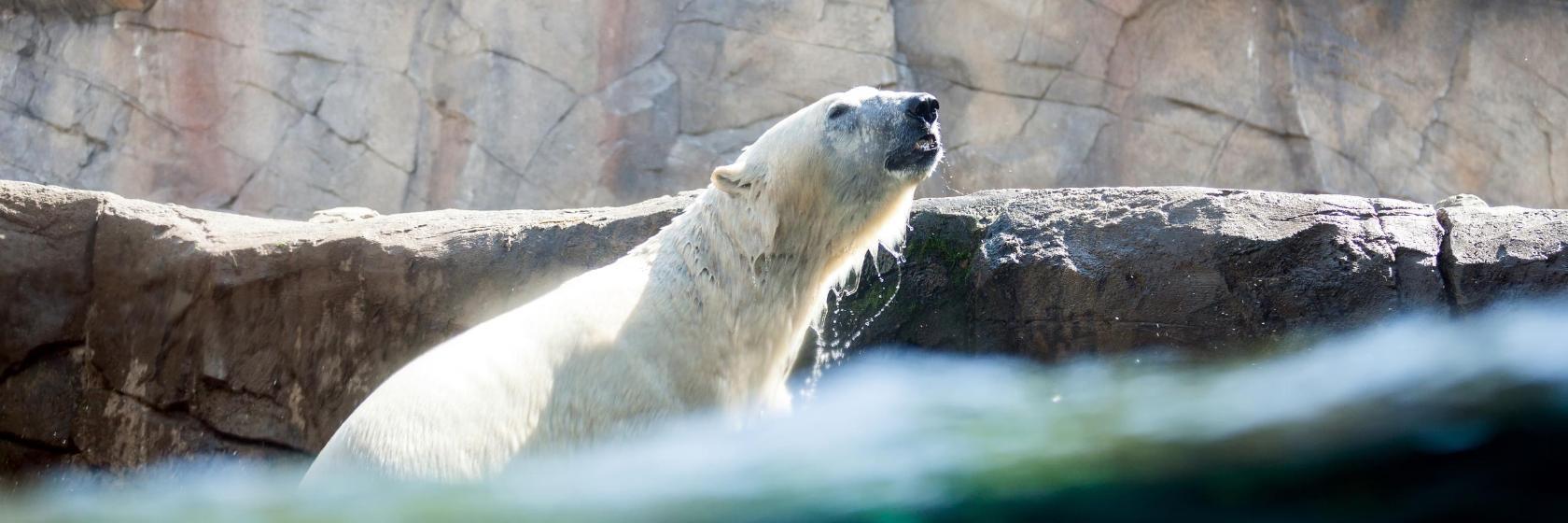 Hanover Zoo