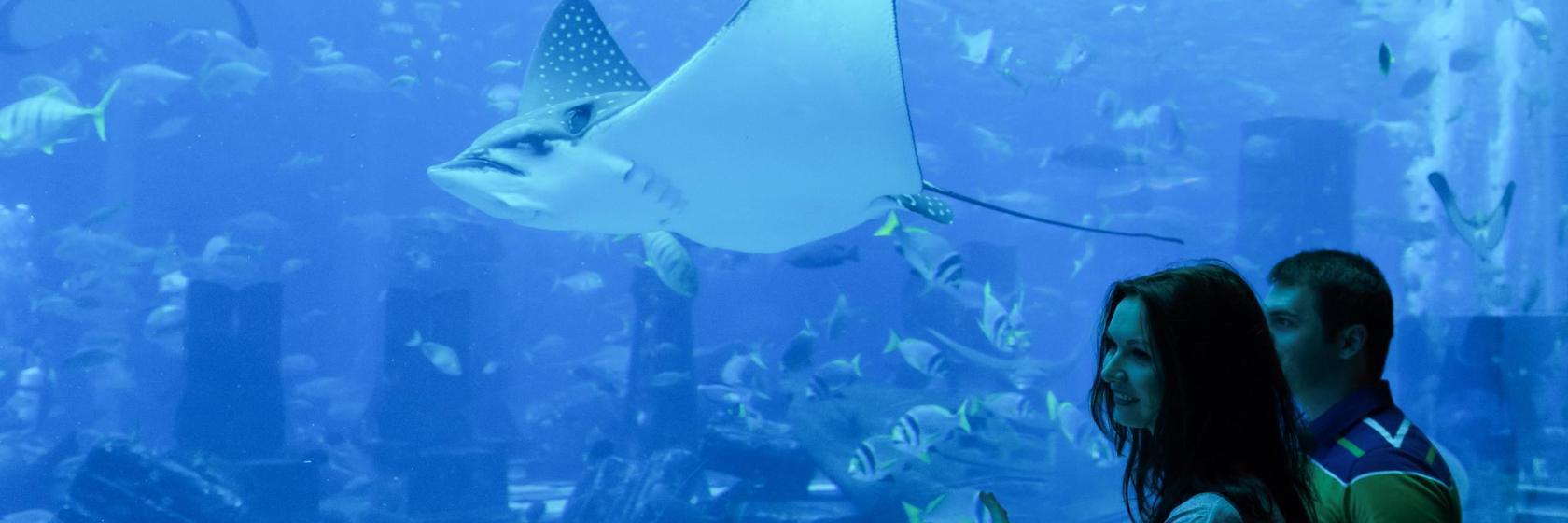 AquaRio