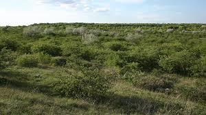 Tetenyi Plateau
