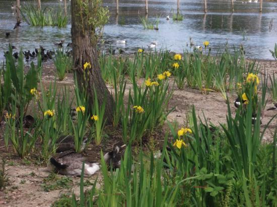 Baffins Pond